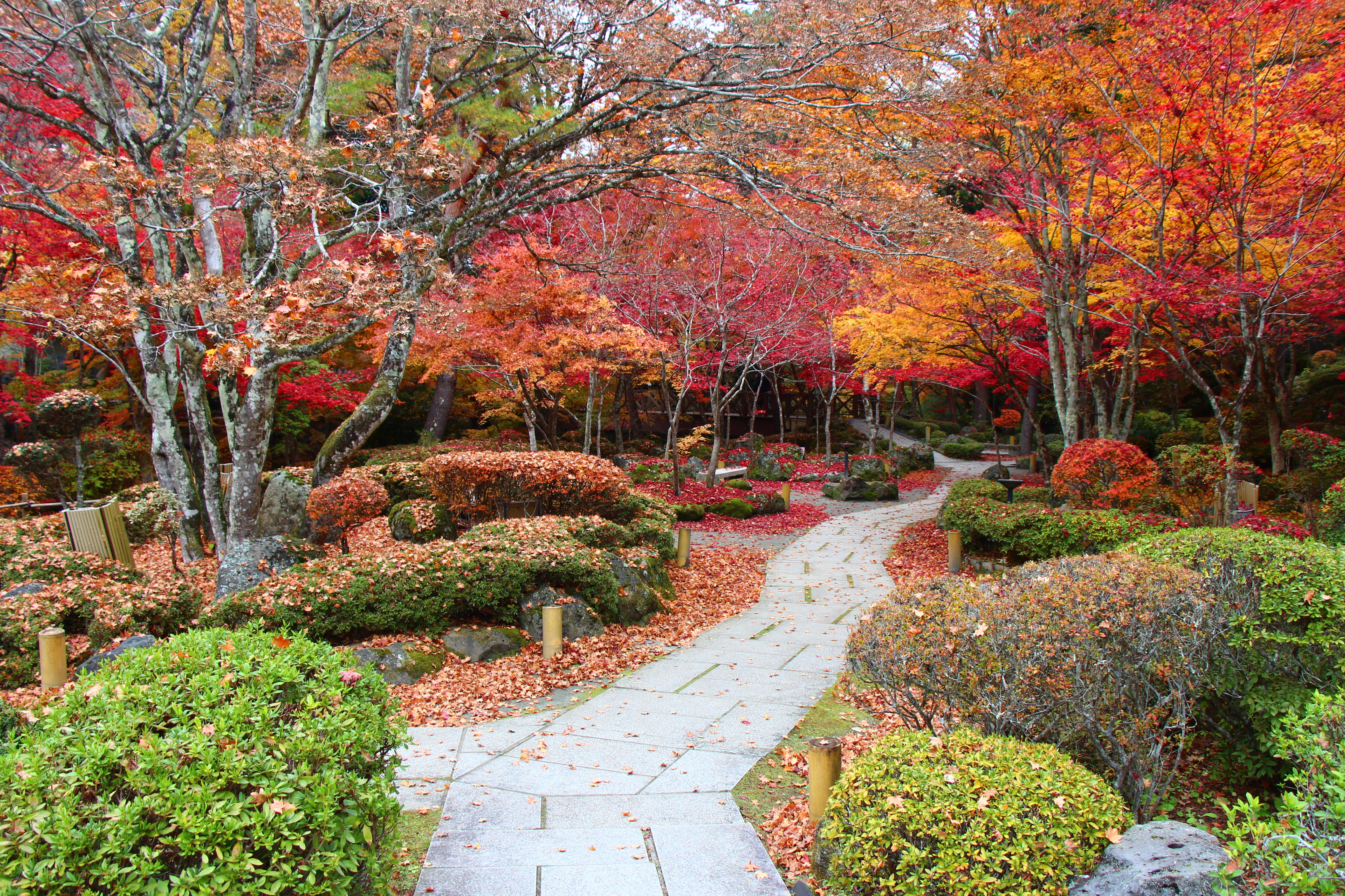 2025年庭園の紅葉情報最終｜新着情報｜富士山の見える温泉旅館。富士山